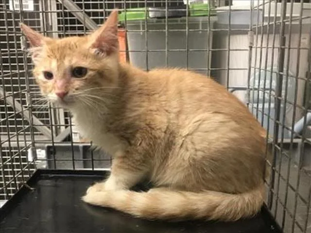 A baby small-sized male Domestic Medium Hair cat named Zeppelin for adoption in Conroe, TX