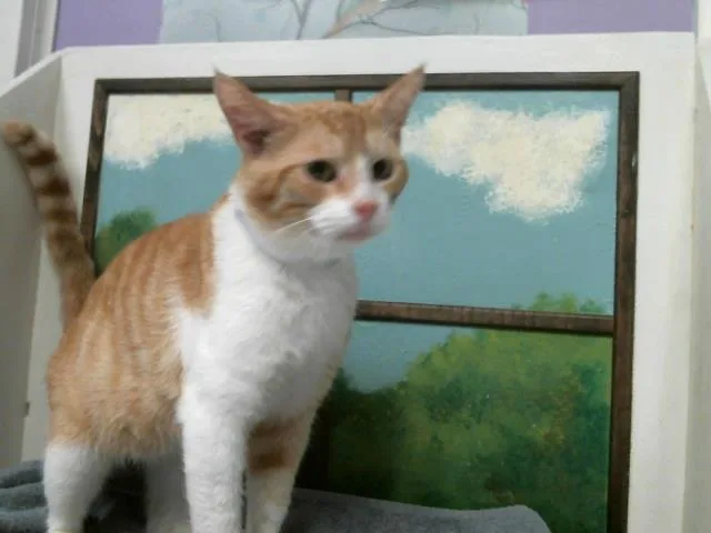 A young medium-sized male Domestic Short Hair cat named Apollon for adoption in Houston, TX