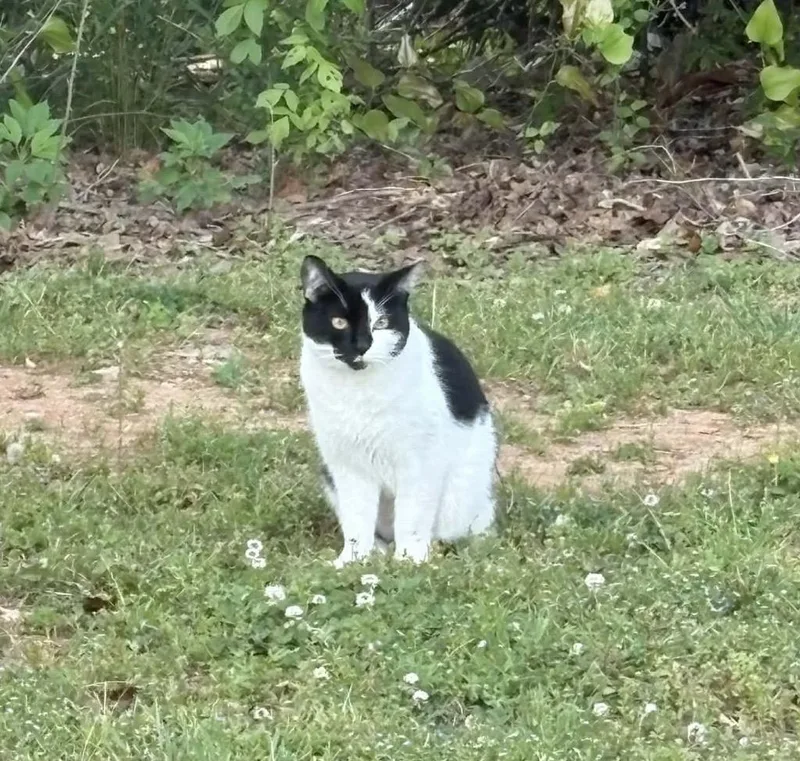 A young medium-sized male Domestic Short Hair cat named Sandwich for adoption in Randolph, AL