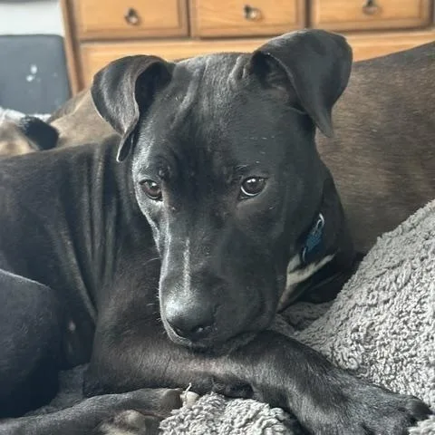 A young medium-sized male Black Terrier dog named Brewer for adoption in Plainfield, IL
