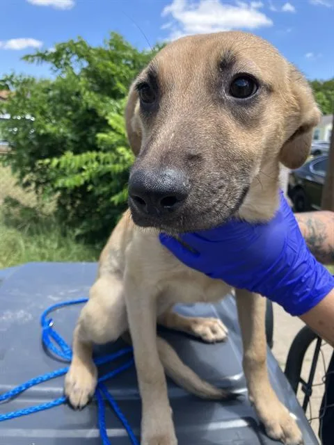 A baby small-sized female Mixed Breed dog named Chloe for adoption in Dallas, TX