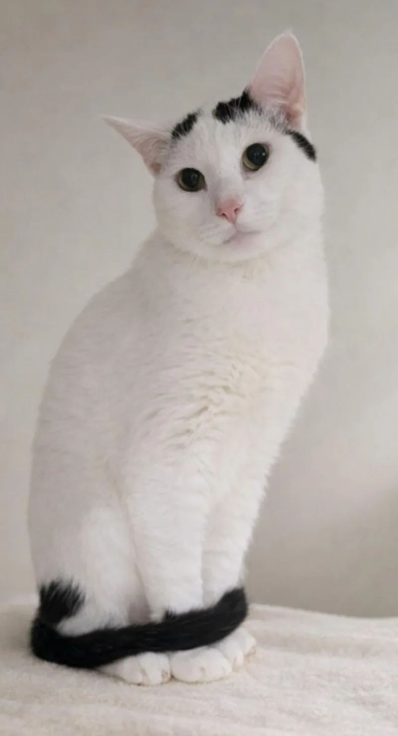 An adult medium-sized male Black & White / Tuxedo Domestic Short Hair cat named Hampton for adoption in Cuyahoga Falls, OH