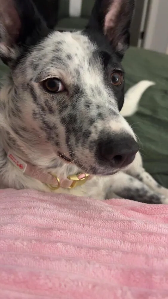 Heidi