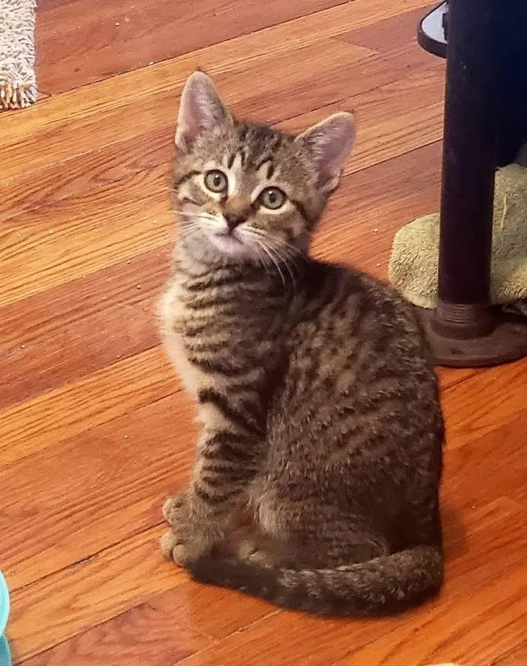 A baby small-sized female Tabby (Brown / Chocolate) Domestic Short Hair cat named Mollie for adoption in Taylor, PA