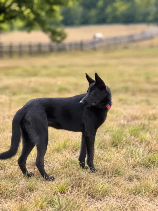 An adult large-sized female German Shepherd Dog dog named Isla for adoption in Seattle, WA