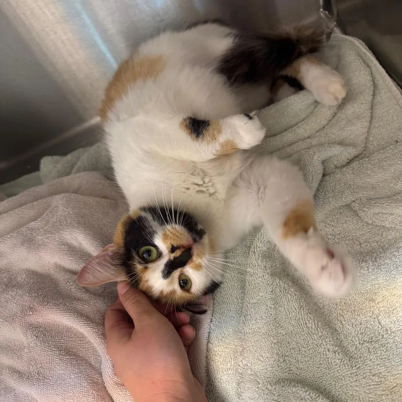 Ketchup