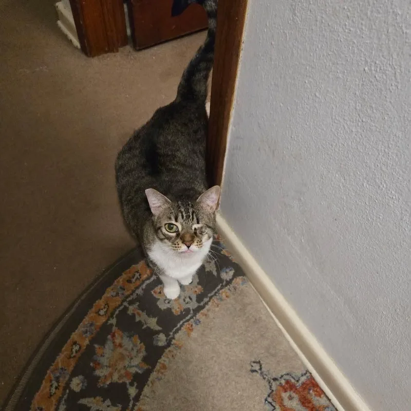 An adult medium-sized female Tabby (Buff / Tan / Fawn) Domestic Short Hair cat named Dolly for adoption in jacksonville, FL