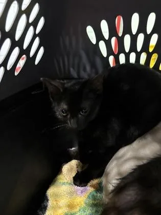 A baby small-sized female Domestic Short Hair cat named Mooncall for adoption in Cincinnati, OH