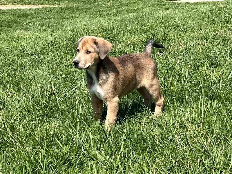 Marshall thumbnail 2