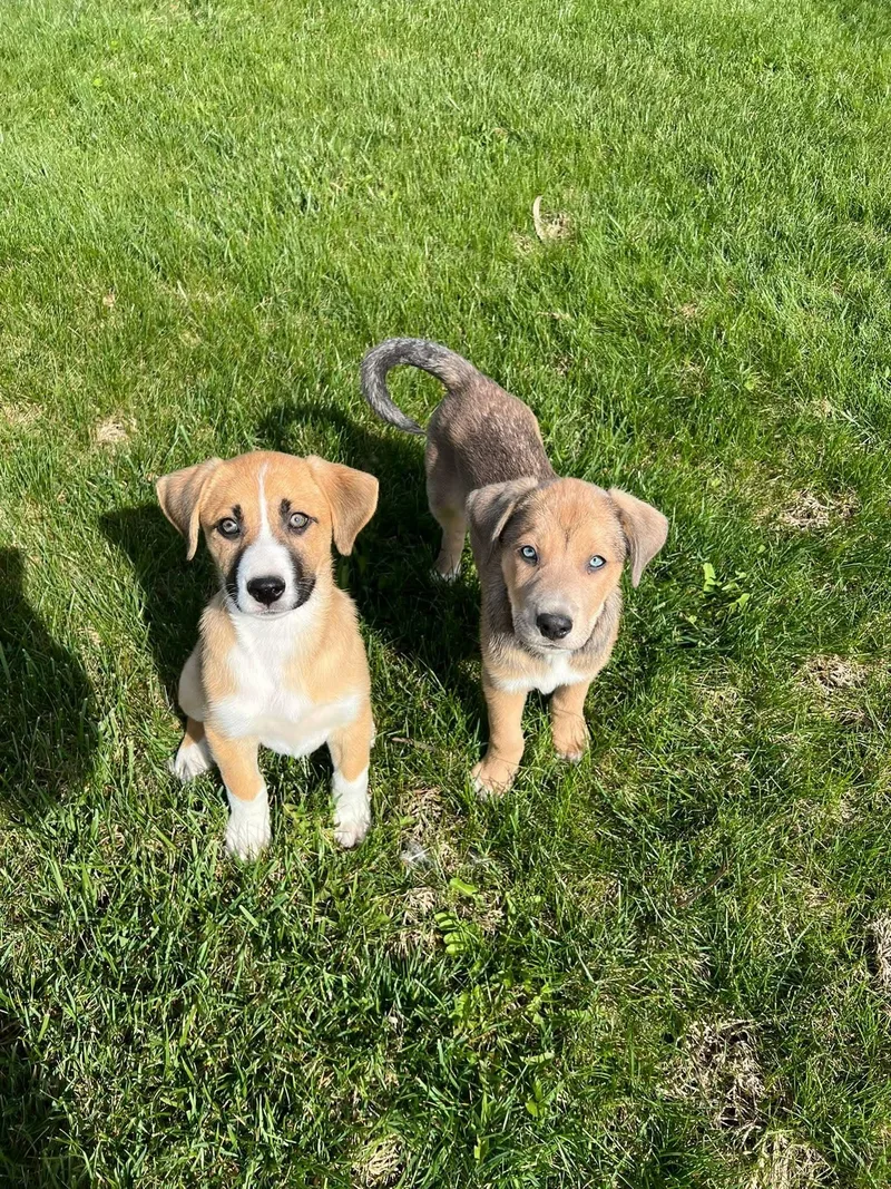 Marshall thumbnail 3