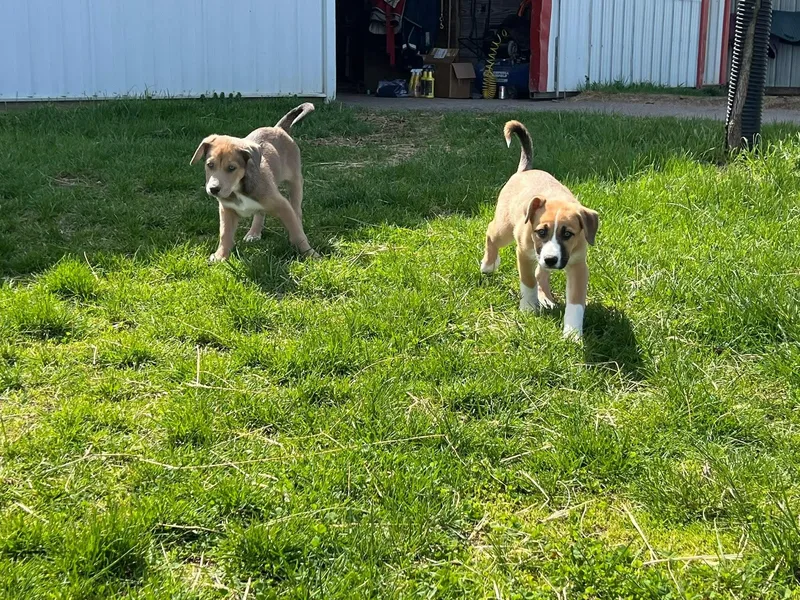 Marshall thumbnail 4