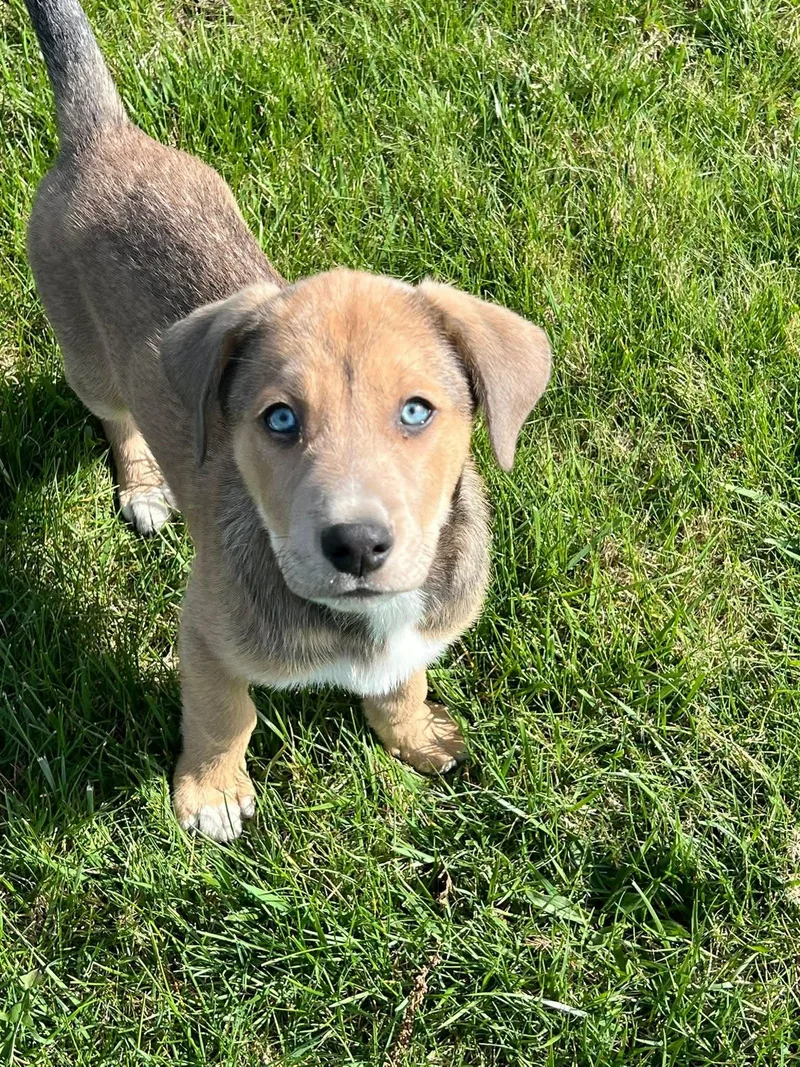 Marshall thumbnail 5