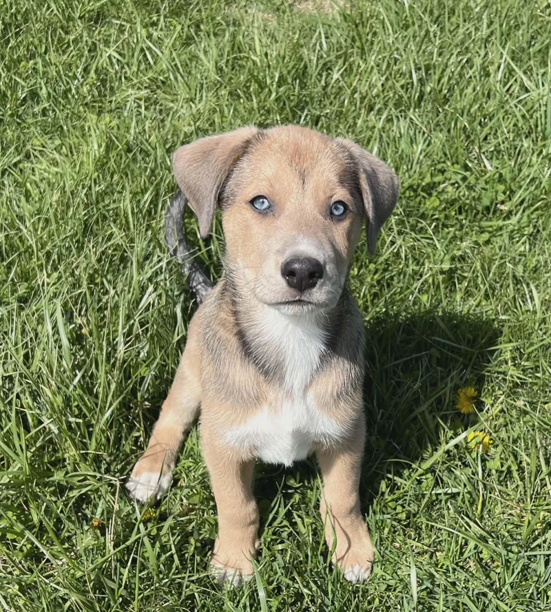 Marshall thumbnail 6