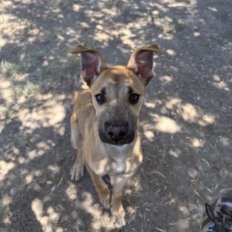 A young medium-sized male Brown / Chocolate Boxer dog named Clyde for adoption in San Jacinto, CA