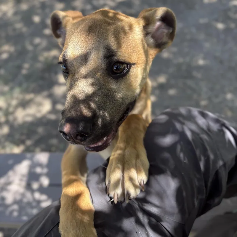 Clyde thumbnail 2