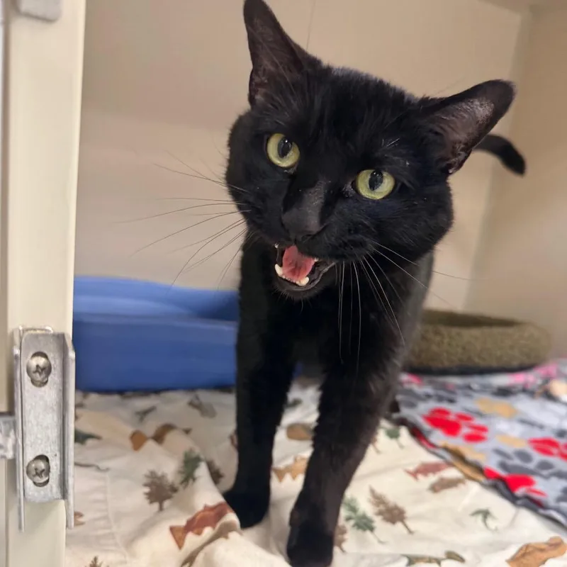 A senior large-sized male Black Domestic Short Hair cat named Pitch for adoption in Great Falls, MT