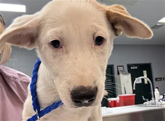 A baby small-sized male Labrador Retriever dog named Justin for adoption in Riverside, CA