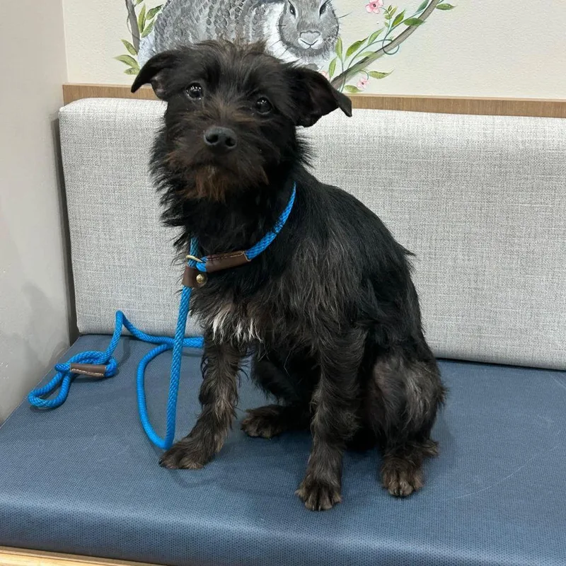 A baby small-sized female Cairn Terrier dog named Toto for adoption in Barrington, IL