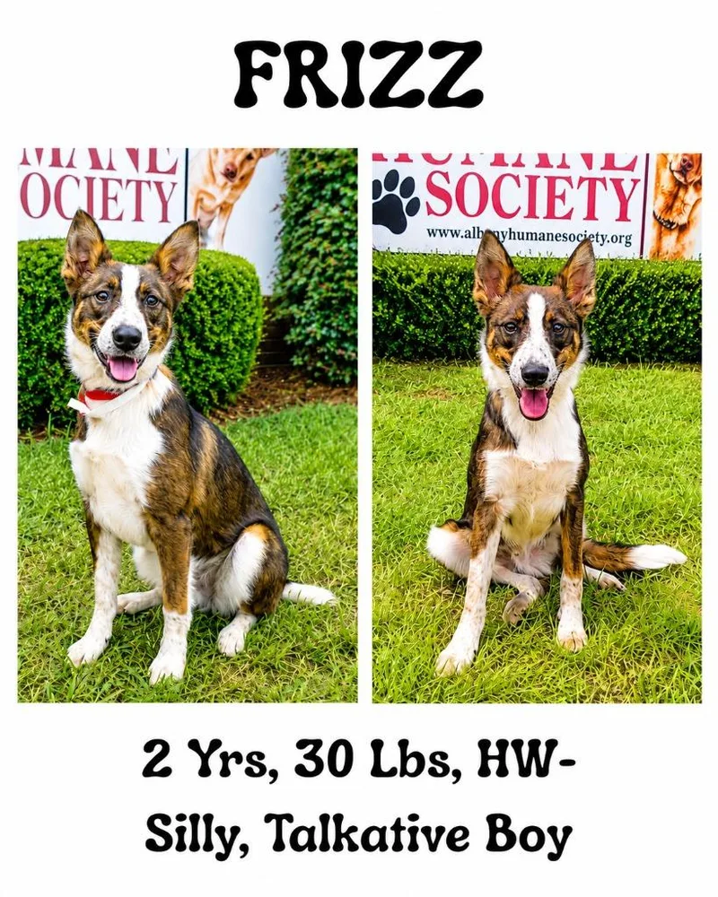 A young medium-sized male Australian Cattle Dog / Blue Heeler dog named Frizz for adoption in Albany, GA