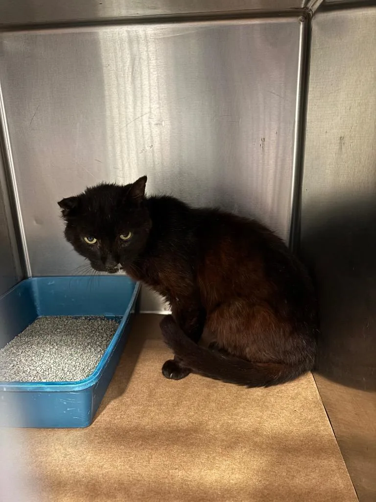 An adult large-sized male Domestic Short Hair cat named Rafiki for adoption in Cartersville , GA
