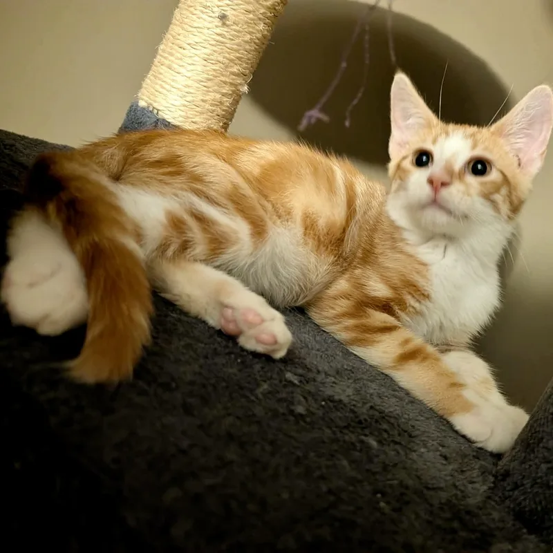 A baby medium-sized male Orange & White Domestic Short Hair cat named Ruckus for adoption in Memphis, TN