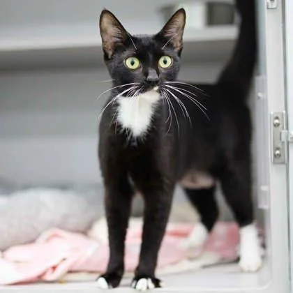 A young small-sized female Black Domestic Short Hair cat named Sheba for adoption in Atlanta, GA