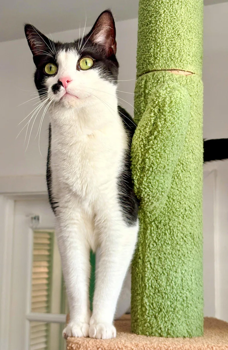 An adult medium-sized male Black & White / Tuxedo Domestic Short Hair cat named De Niro for adoption in Lighthouse Point, FL