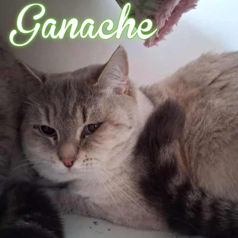 Ganache