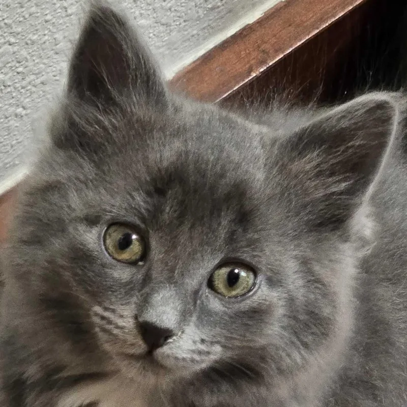 A baby medium-sized female Gray / Blue / Silver Domestic Medium Hair cat named Misty for adoption in Ridgway, CO