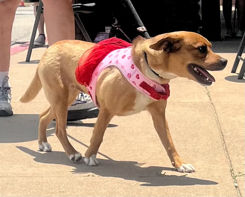 Foxy  Young Beagle thumbnail 2