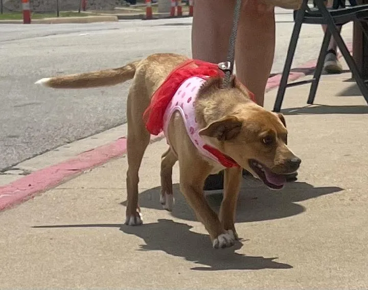 Foxy  Young Beagle thumbnail 3