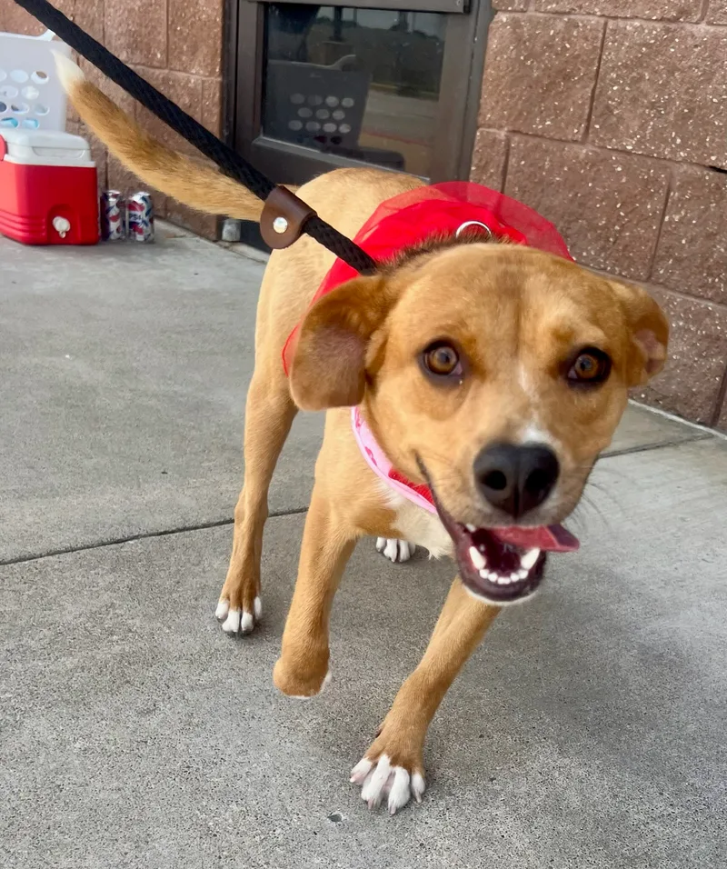 Foxy  Young Beagle thumbnail 4