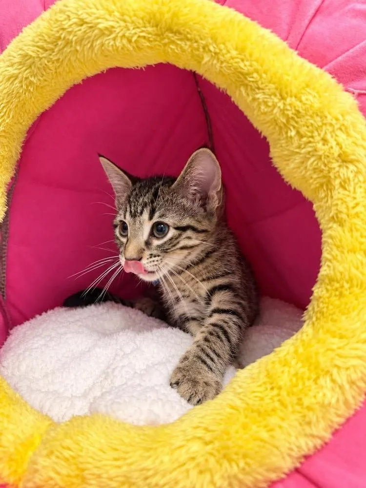A baby medium-sized male Brown / Chocolate Domestic Short Hair cat named Rocket for adoption in Emerald Isle, NC