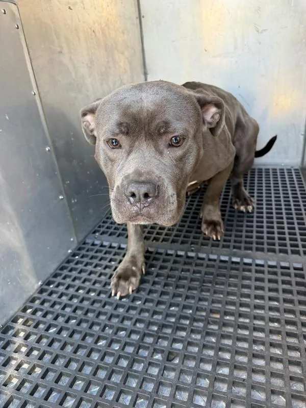 An adult medium-sized female Pit Bull Terrier dog named Pen for adoption in Lawrenceville, GA