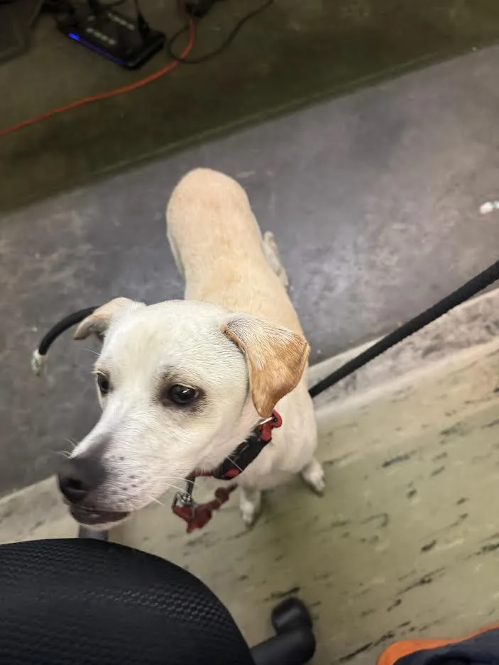 A young medium-sized male Chihuahua dog named Sunday for adoption in Los Angeles, CA
