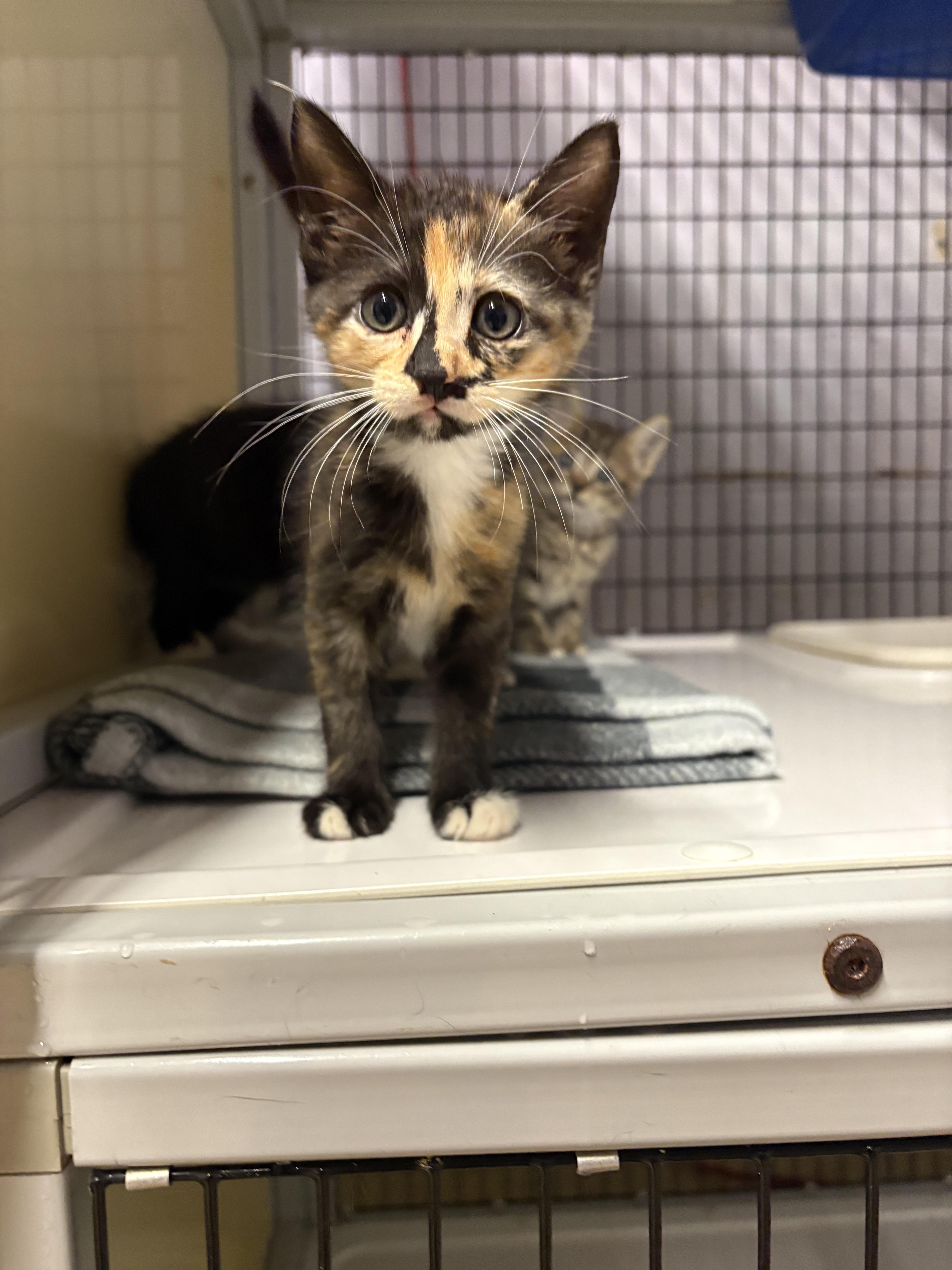 A baby medium-sized female Calico Domestic Short Hair cat named Iris for adoption in Monticello, GA