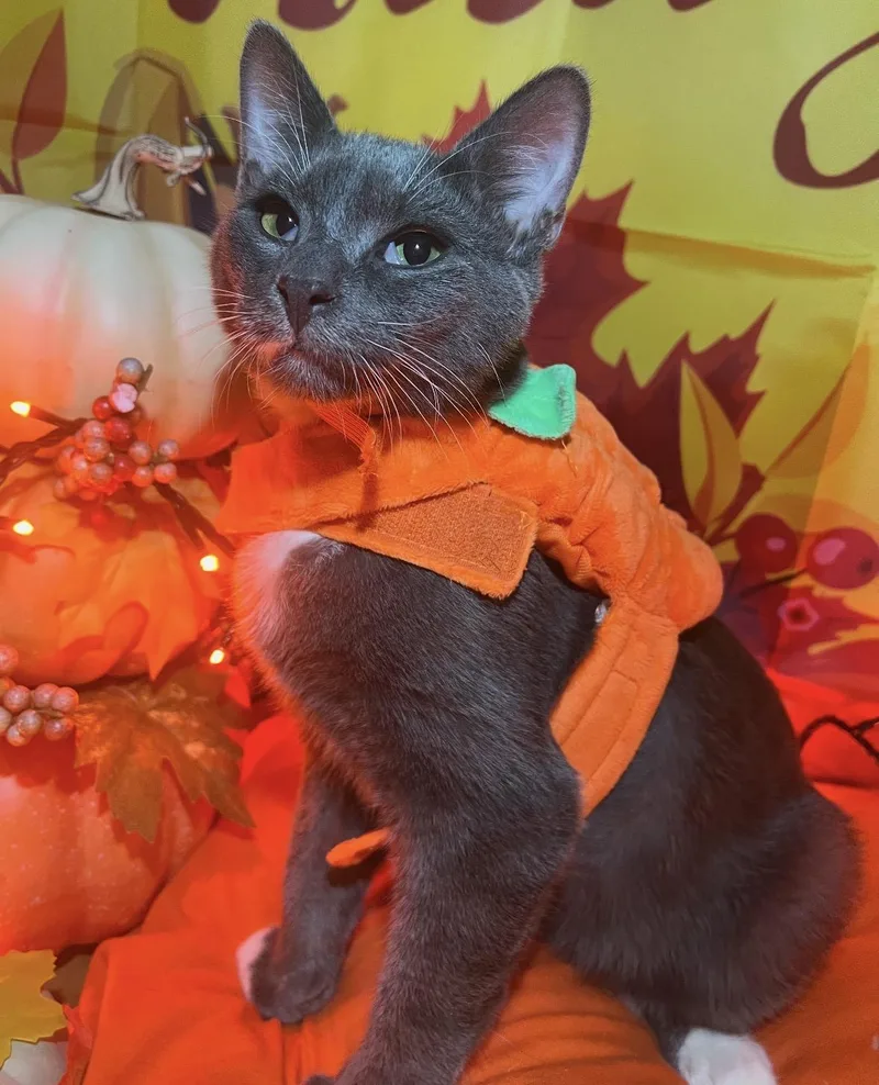 A baby medium-sized male Gray / Blue / Silver Domestic Short Hair cat named Anthony for adoption in Staten Island, NY