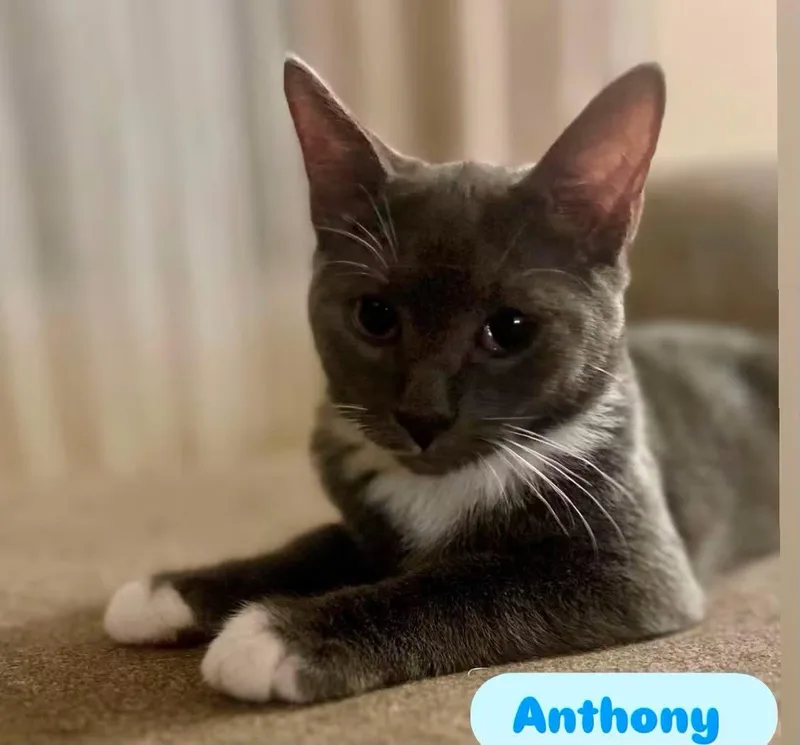 Anthony thumbnail 4