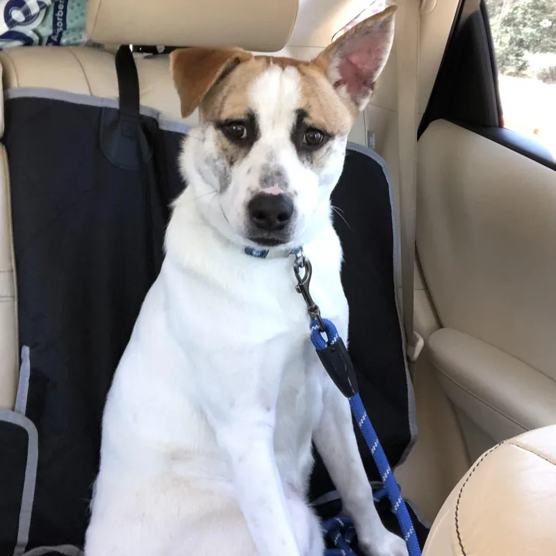 A young medium-sized male Tricolor (Brown, Black, & White) Husky dog named Sammy for adoption in Conroe, TX