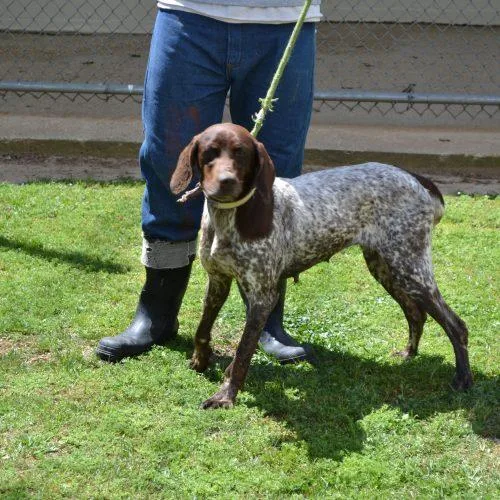 An adult medium-sized female Brown / Chocolate German Shorthaired Pointer dog named Freckles Fran for adoption in Jackson, LA