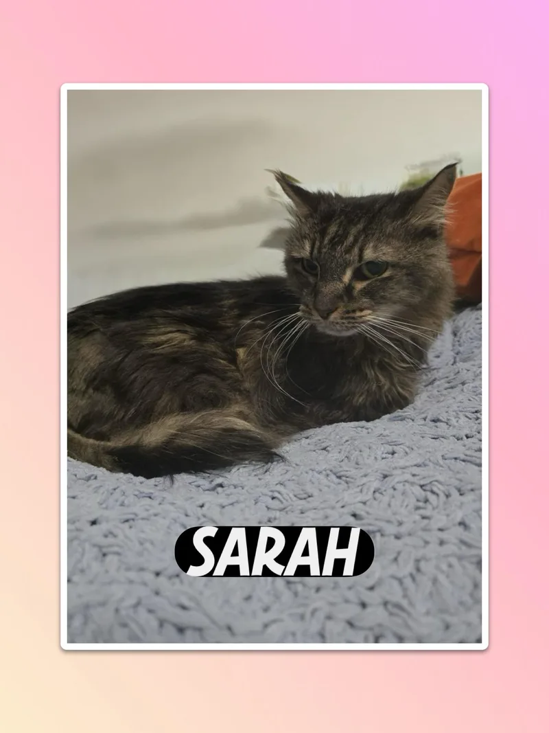 A young small-sized female Maine Coon cat named Sarah for adoption in Parkland, FL