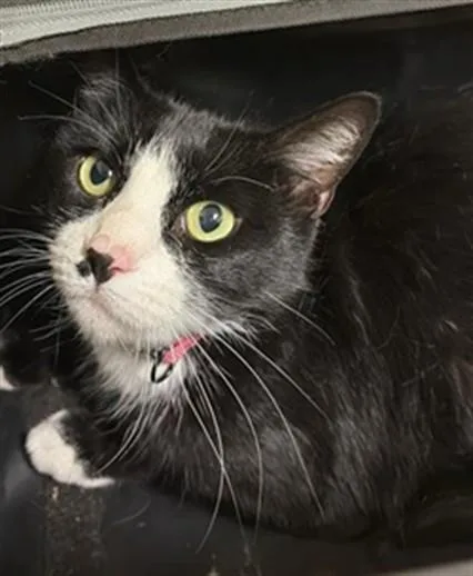 An adult medium-sized female Domestic Short Hair cat named Jessie for adoption in Sacramento, CA