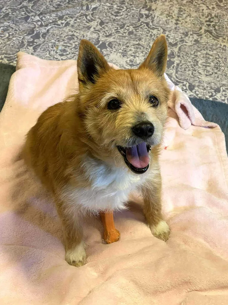 An adult small-sized male Norwich Terrier dog named Jake for adoption in Arlington, VA