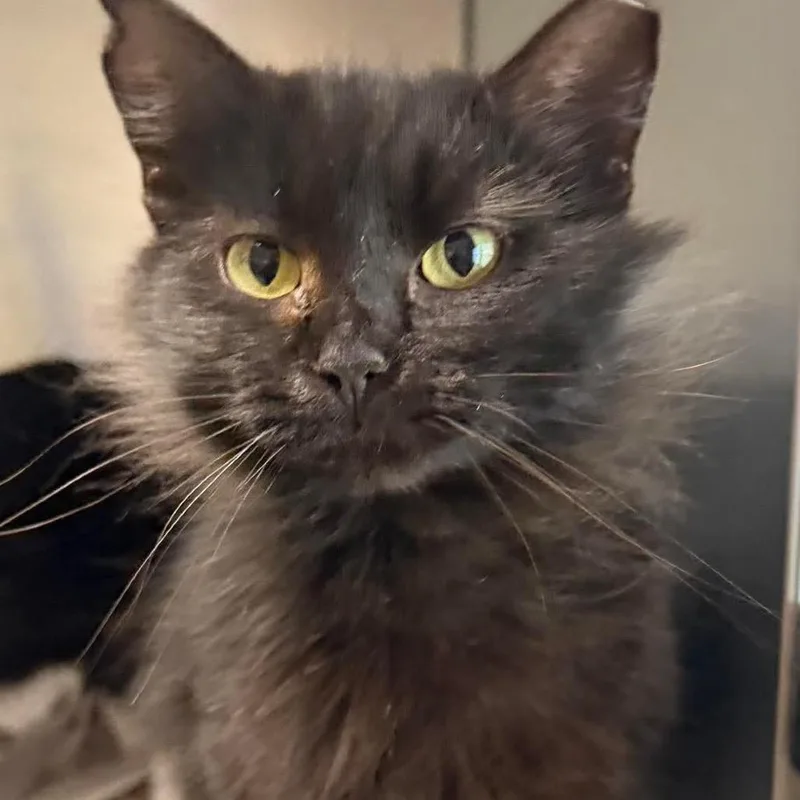 An adult small-sized female Black Domestic Short Hair cat named Jennifer for adoption in Washington, DC