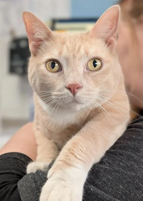 An adult small-sized male Domestic Short Hair cat named Jj for adoption in Canfield, OH