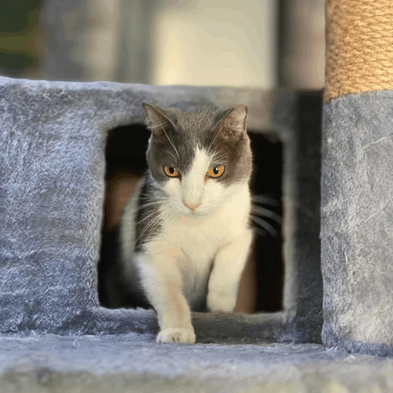 An adult medium-sized male Gray & White Domestic Short Hair cat named Dexter for adoption in Phoenix, AZ