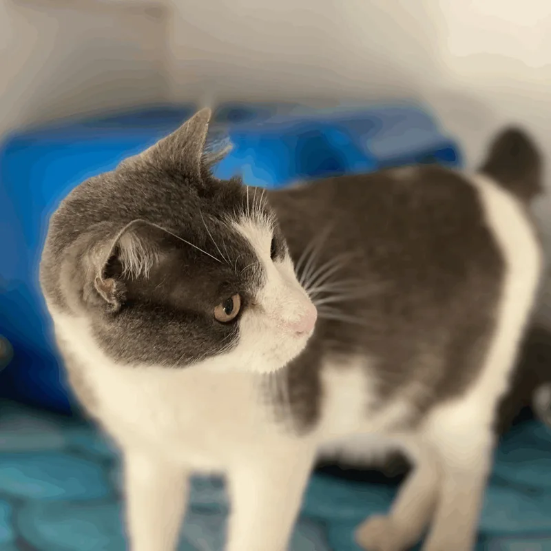 Dexter thumbnail 6