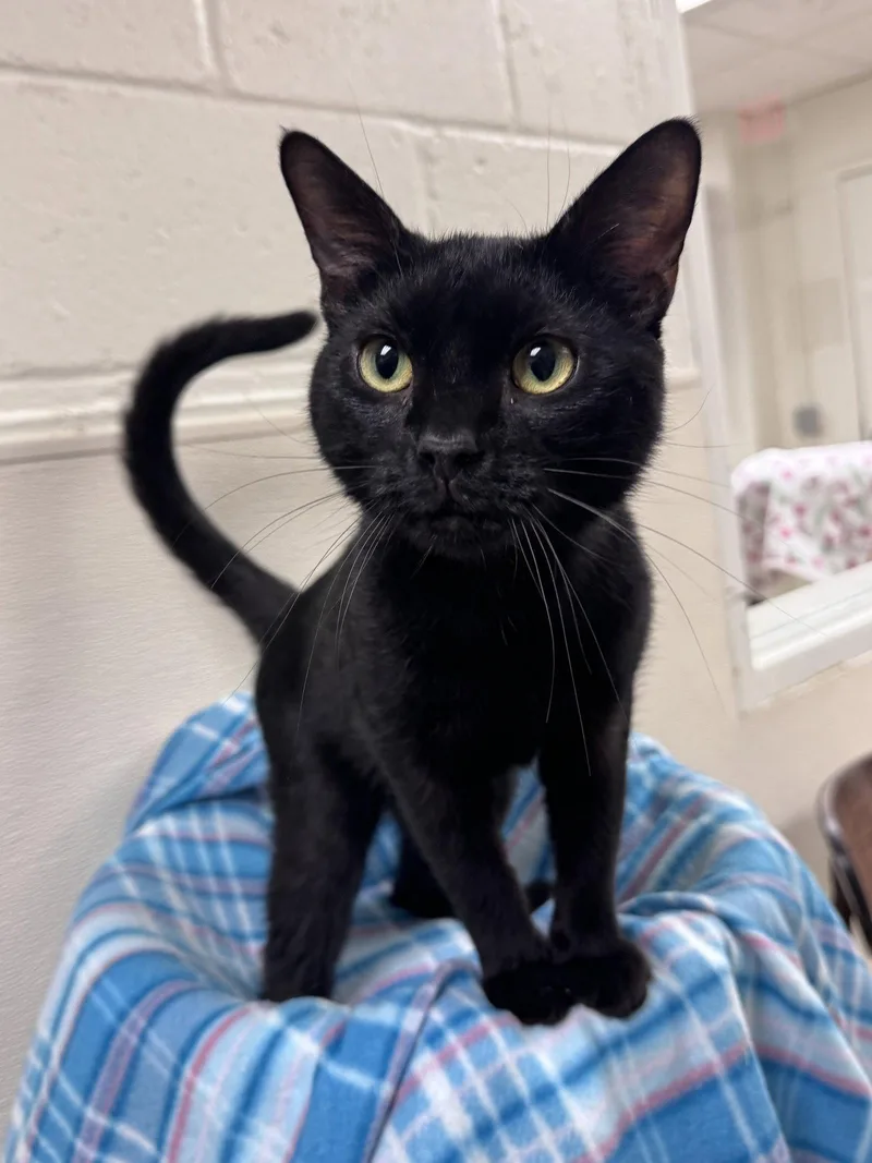An adult small-sized male Black Domestic Short Hair cat named Natchez for adoption in Brick, NJ