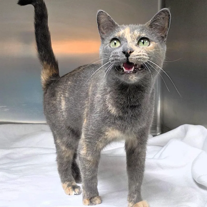 An adult medium-sized female Tortoiseshell Domestic Short Hair cat named Chanel for adoption in Michigan City, IN