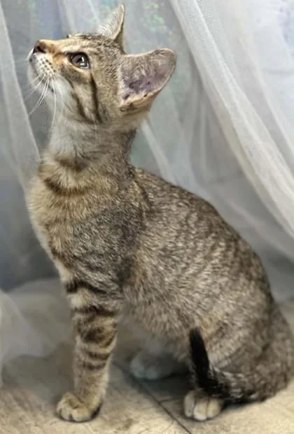 An adult small-sized female Domestic Short Hair cat named Kindle for adoption in Shreveport, LA